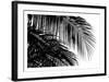 Palms 3-Jamie Kingham-Framed Art Print