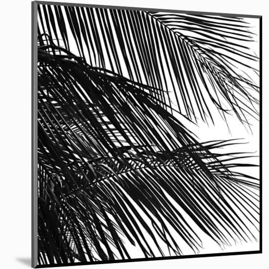 Palms 4 (detail)-Jamie Kingham-Mounted Art Print