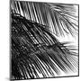Palms 4 (detail)-Jamie Kingham-Mounted Art Print