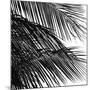 Palms 4 (detail)-Jamie Kingham-Mounted Art Print