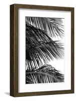 Palms 4-Jamie Kingham-Framed Art Print