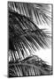 Palms 4-Jamie Kingham-Mounted Art Print