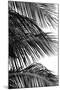Palms 4-Jamie Kingham-Mounted Art Print