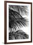 Palms 4-Jamie Kingham-Framed Art Print