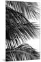 Palms 4-Jamie Kingham-Mounted Art Print