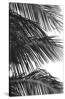 Palms 4-Jamie Kingham-Stretched Canvas