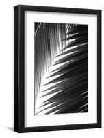 Palms 6-Jamie Kingham-Framed Art Print
