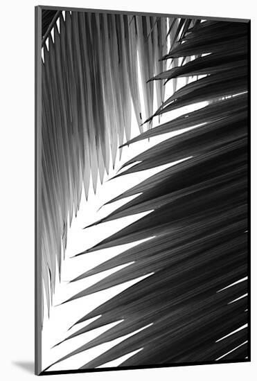 Palms 6-Jamie Kingham-Mounted Art Print