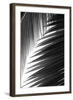 Palms 6-Jamie Kingham-Framed Art Print