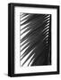 Palms 7-Jamie Kingham-Framed Art Print