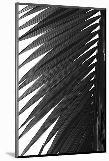 Palms 7-Jamie Kingham-Mounted Art Print
