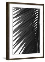 Palms 7-Jamie Kingham-Framed Art Print