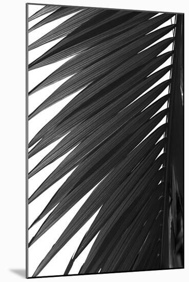 Palms 7-Jamie Kingham-Mounted Art Print