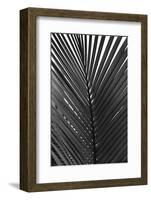 Palms 9-Jamie Kingham-Framed Art Print