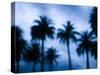 Palms along Ocean Avenue, Santa Monica, Los Angeles, California, USA-Walter Bibikow-Stretched Canvas