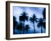 Palms along Ocean Avenue, Santa Monica, Los Angeles, California, USA-Walter Bibikow-Framed Photographic Print