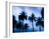 Palms along Ocean Avenue, Santa Monica, Los Angeles, California, USA-Walter Bibikow-Framed Photographic Print