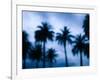 Palms along Ocean Avenue, Santa Monica, Los Angeles, California, USA-Walter Bibikow-Framed Photographic Print