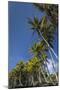Palms along the Puna Coast, Big Island, Hawaii, (Before the lava flow of 2018)-Maresa Pryor-Mounted Photographic Print