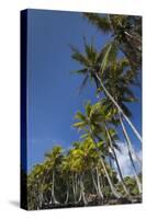 Palms along the Puna Coast, Big Island, Hawaii, (Before the lava flow of 2018)-Maresa Pryor-Stretched Canvas