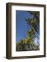 Palms along the Puna Coast, Big Island, Hawaii, (Before the lava flow of 2018)-Maresa Pryor-Framed Photographic Print