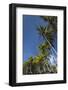 Palms along the Puna Coast, Big Island, Hawaii, (Before the lava flow of 2018)-Maresa Pryor-Framed Photographic Print