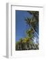 Palms along the Puna Coast, Big Island, Hawaii, (Before the lava flow of 2018)-Maresa Pryor-Framed Photographic Print