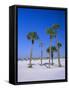 Palms and Beach, Clearwater Beach, Florida, USA-Fraser Hall-Framed Stretched Canvas