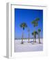 Palms and Beach, Clearwater Beach, Florida, USA-Fraser Hall-Framed Photographic Print