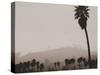 Palms and Hill-Graeme Harris-Stretched Canvas