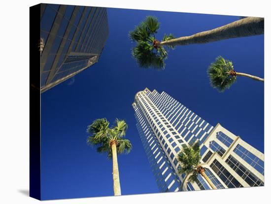 Palms and Skyscrapers in Downtown Tampa, Florida, United States of America, North America-Tomlinson Ruth-Stretched Canvas