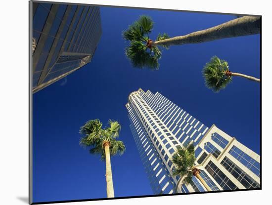 Palms and Skyscrapers in Downtown Tampa, Florida, United States of America, North America-Tomlinson Ruth-Mounted Photographic Print