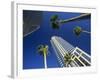 Palms and Skyscrapers in Downtown Tampa, Florida, United States of America, North America-Tomlinson Ruth-Framed Photographic Print