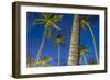 Palms at Night on the Beach of Bo Phut Beach, Island Ko Samui, Thailand, Asia-P. Widmann-Framed Photographic Print