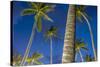 Palms at Night on the Beach of Bo Phut Beach, Island Ko Samui, Thailand, Asia-P. Widmann-Stretched Canvas