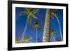 Palms at Night on the Beach of Bo Phut Beach, Island Ko Samui, Thailand, Asia-P. Widmann-Framed Photographic Print