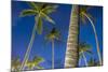 Palms at Night on the Beach of Bo Phut Beach, Island Ko Samui, Thailand, Asia-P. Widmann-Mounted Photographic Print