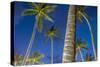 Palms at Night on the Beach of Bo Phut Beach, Island Ko Samui, Thailand, Asia-P. Widmann-Stretched Canvas