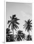 Palms in Grey-Design Fabrikken-Framed Photographic Print