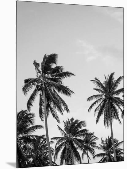 Palms in Grey-Design Fabrikken-Mounted Photographic Print