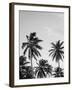 Palms in Grey-Design Fabrikken-Framed Photographic Print