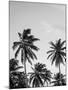 Palms in Grey-Design Fabrikken-Mounted Photographic Print