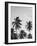 Palms in Grey-Design Fabrikken-Framed Photographic Print