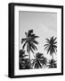 Palms in Grey-Design Fabrikken-Framed Photographic Print