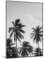 Palms in Grey-Design Fabrikken-Mounted Photographic Print