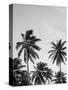 Palms in Grey-Design Fabrikken-Stretched Canvas