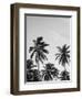 Palms in Grey-Design Fabrikken-Framed Photographic Print