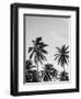 Palms in Grey-Design Fabrikken-Framed Photographic Print