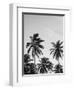 Palms in Grey-Design Fabrikken-Framed Photographic Print