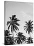 Palms in Grey-Design Fabrikken-Stretched Canvas